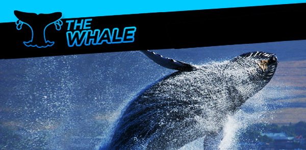 The Whale 888poker